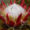 Отель Casa das Proteas, фото 8