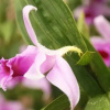 Отель Hostal Orquidea, фото 24