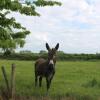 Отель Gîte Haut-Bocage-Maillet, 3 pièces, 4 personnes - FR-1-489-39, фото 8