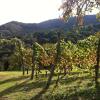 Отель Casa Aiva & il Ciabutin, in collina tra i vigneti, фото 11