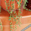 Отель Hongdoushan Youyi Family, фото 14
