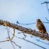 Отель Cerro Lodge, фото 16