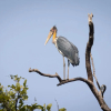 Отель The Untamed Bandhavgarh by TUTC, фото 12