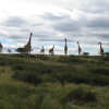 Отель Inkwenkwezi Private Game Reserve, фото 16