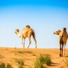 Отель Bedouin Oasis Camp, фото 50