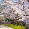 Отель S-Peria Hotel Kyoto, фото 16