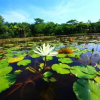 Отель Migratory Birds Resort Hotel Dongguan Songshan Lake, фото 35