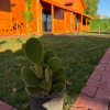 Отель lemon garden bungalow, фото 7