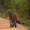 Отель The Naturalist Safari Camp Yala, фото 22