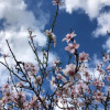 Отель Lemon Tree Patio, фото 25