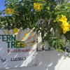 Отель Fern Tree Bed and Breakfast в Бастере