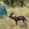 Отель Wilderness Linyanti Tented Camp, фото 5