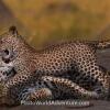 Отель Keyen Lodge Serengeti, фото 21