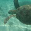 Отель Ningaloo Bed and Breakfast, фото 1