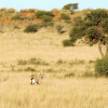 Отель Kalahari Anib Lodge, фото 29