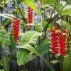 Отель Heliconia on Kara, фото 16