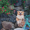 Отель Teacher Baozi の Secret Garden Hot Spring Wild Luxury Holiday Homestay (Deep Blue Plan Store), фото 8