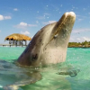 Отель Conch Key Fishing Lodge and Marina, фото 18