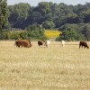 Отель Les gîtes de Genas - Gîte du Platane, фото 21