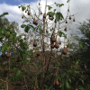Отель Eucalyptus Treehouse, фото 22