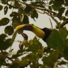 Отель La Gamba Rainforest Lodge, фото 3