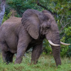 Отель Little Africa Safari Lodge, фото 17