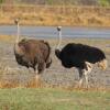 Отель Chaminuka Lodge and Nature Reserve, фото 22