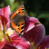 Отель Willa Arletta, фото 30