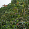 Отель Coffee Adventures By La Palma y El Tucan, фото 31
