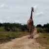 Отель Outback Kenya Lodge, фото 23