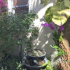 Отель The Cottage at Pineapple House, фото 1
