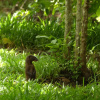Отель Udzungwa Forest Tented Camp, фото 4