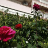 Отель Apartmani Lucija, фото 3