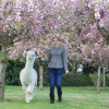 Отель Silverstream Alpaca Farmstay and Tour, фото 38