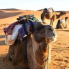 Отель Lahcen Sahara, фото 16
