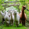 Отель Silverstream Alpaca Farmstay and Tour, фото 31