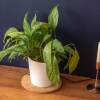 Отель Perfect Stay In The Heart Of Chorlton, фото 15
