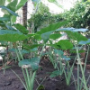 Отель Coconut Homestay, фото 34