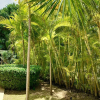 Отель Cap Cana Bungalow Con Piscina Privada, фото 14