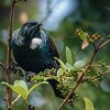 Отель Treetops - Forest Escape - Onetangi, фото 14