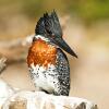 Отель Ichingo Chobe River Lodge, фото 3