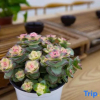 Отель Zhiting Homestay, фото 8