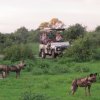 Отель Imbabala Zambezi Safari Lodge - All Inclusive, фото 9