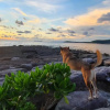 Отель Kinnaree Resort Koh Kood, фото 5