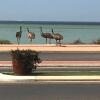 Отель Shark Bay Seafront Apartments, фото 50