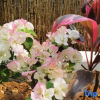 Отель Pony Inn Coral Courtyard (Beihai Weizhou Island), фото 11