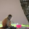 Отель Monkey Lodge Panama, фото 27