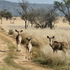 Отель Tata Farm Lodge, фото 12