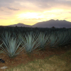 Отель La Rienda Misión Tequillan, фото 16