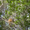 Отель Manafiafy Beach & Rainforest Lodge, фото 14